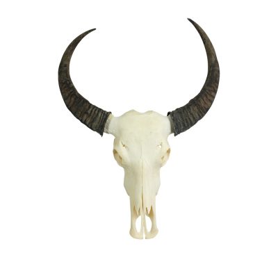 Water buffalo skull