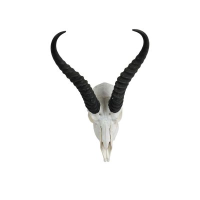 springbok schedel