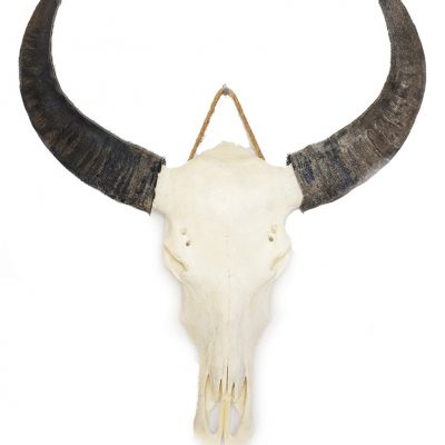 Waterbuffel schedel C