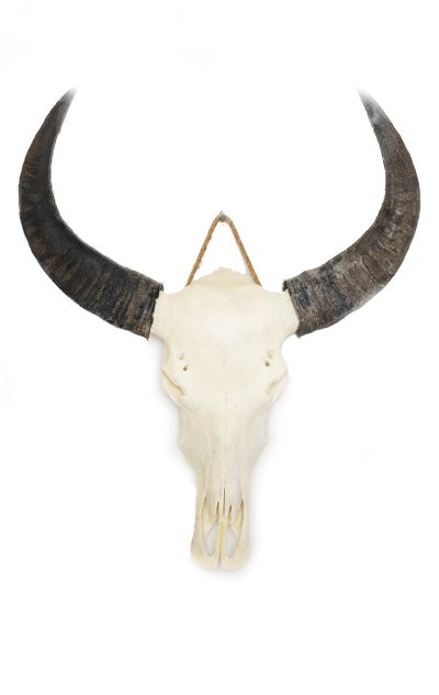Water buffalo skull C.