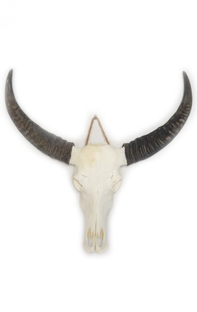 Waterbuffel schedel D