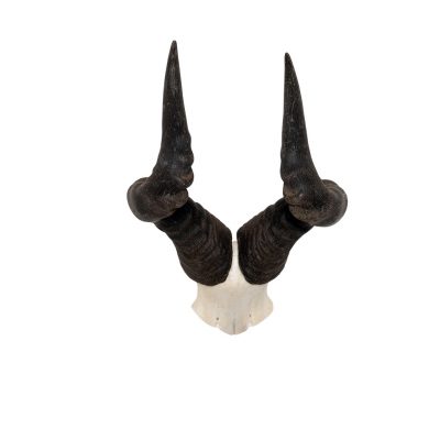 Hartebeest horns