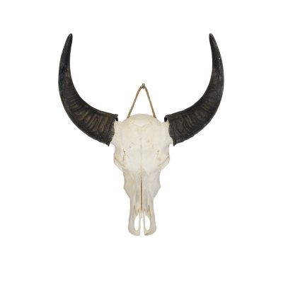 Water buffalo skull B