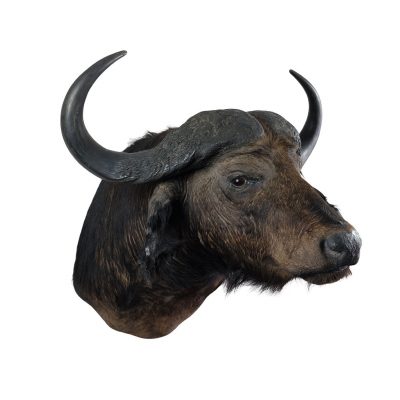 buffel kop opgezet