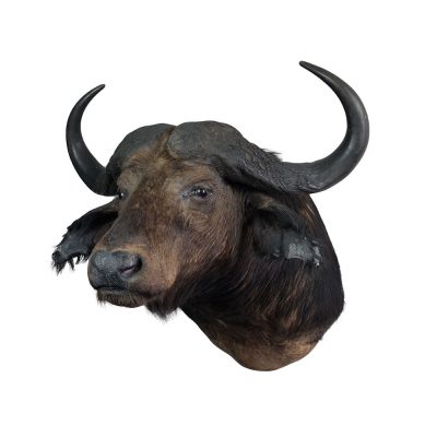 Stuffed buffalo head