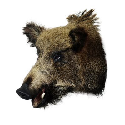 Wild boar stuffed head