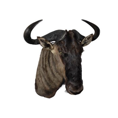 wildebeest shoulder mount