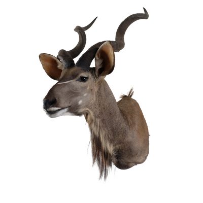 stuffed kudu head