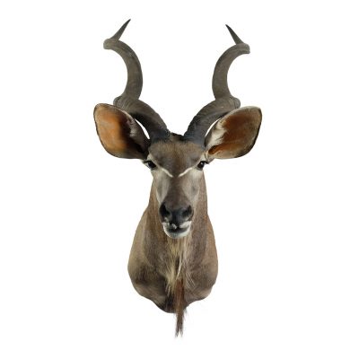 Kudu shouldermount