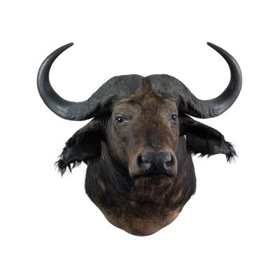 Opgezette afrikaanse buffel