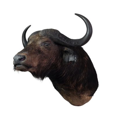 Shouldermount buffalo head