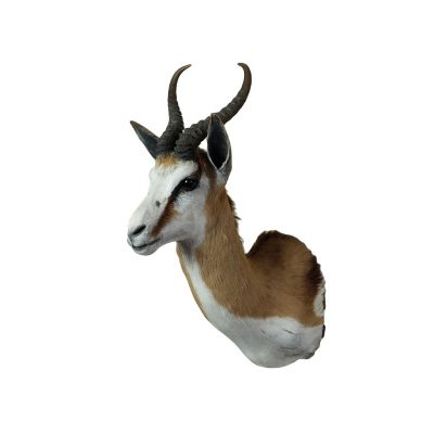 Springbok shoulder mount