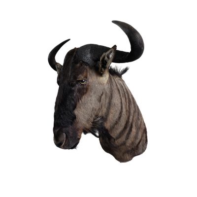 stuffed wildebeest head